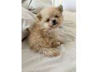 Pomeranian Puppy for sale in Huntington, NY, USA