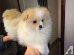 Pomeranian Puppy for sale in SNOHOMISH, WA, USA