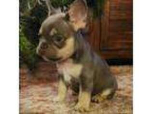 French Bulldog Puppy for sale in Honesdale, PA, USA