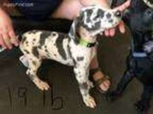 Great Dane Puppy for sale in Burlington, KS, USA