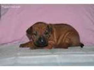 Rhodesian Ridgeback Puppy for sale in Nichols, SC, USA