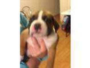 Boxer Puppy for sale in Canon City, CO, USA
