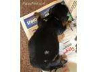 Dachshund Puppy for sale in Livingston, TX, USA
