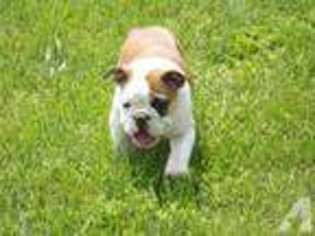 Bulldog Puppy for sale in FARMINGTON, MO, USA