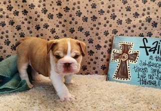 Bulldog Puppy for sale in Gray, GA, USA
