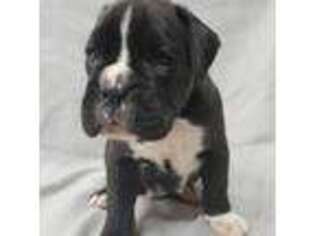 Boxer Puppy for sale in Afton, WY, USA