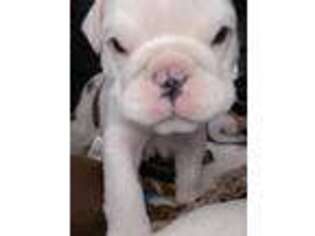 Bulldog Puppy for sale in Sunnyside, WA, USA