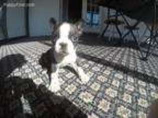Boston Terrier Puppy for sale in Churchton, MD, USA