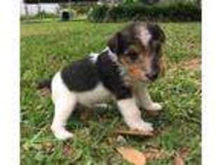 Mutt Puppy for sale in Ackerman, MS, USA