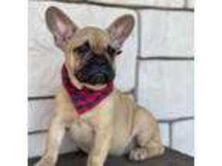 French Bulldog Puppy for sale in Shreve, OH, USA