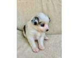 Miniature Australian Shepherd Puppy for sale in San Dimas, CA, USA