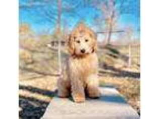Goldendoodle Puppy for sale in New Haven, CT, USA