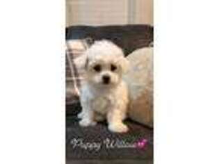 Bichon Frise Puppy for sale in Paxinos, PA, USA