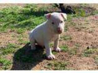 Bull Terrier Puppy for sale in Riverside, CA, USA