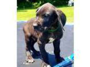 Great Dane Puppy for sale in Greenwich, NJ, USA