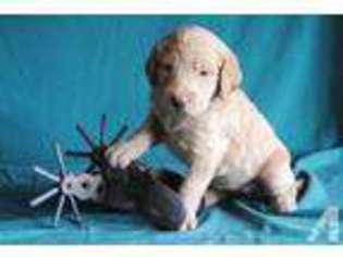 Labradoodle Puppy for sale in ELKHART, IN, USA