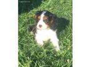 Cavalier King Charles Spaniel Puppy for sale in Coshocton, OH, USA