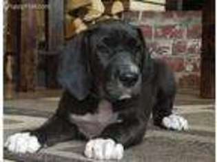 Great Dane Puppy for sale in Wellington, NV, USA