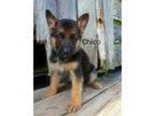 German Shepherd Dog Puppy for sale in Jamesville, NC, USA