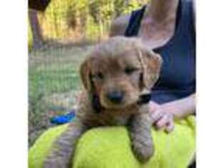 Goldendoodle Puppy for sale in Trego, MT, USA