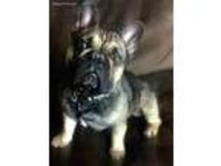 French Bulldog Puppy for sale in Monument, CO, USA