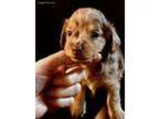 Dachshund Puppy for sale in Medway, OH, USA