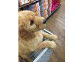 Goldendoodle Puppy for sale in Gallatin, TN, USA