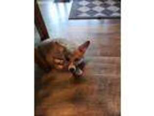 Pembroke Welsh Corgi Puppy for sale in Howell, MI, USA