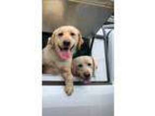 Labrador Retriever Puppy for sale in Woodburn, OR, USA