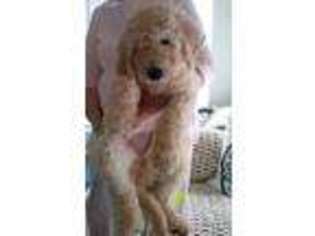 Goldendoodle Puppy for sale in Jerome, MI, USA