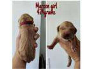 Golden Retriever Puppy for sale in Chickasha, OK, USA