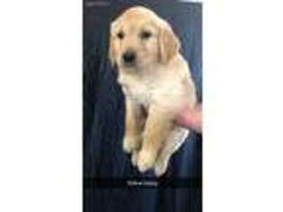 Golden Retriever Puppy for sale in Marshfield, MO, USA