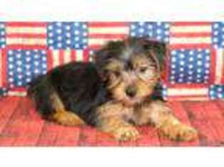 Yorkshire Terrier Puppy for sale in Downsville, LA, USA