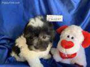 Shih-Poo Puppy for sale in Lynden, WA, USA