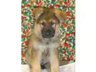 German Shepherd Dog Puppy for sale in MCHENRY, IL, USA