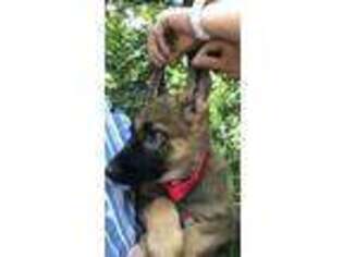 German Shepherd Dog Puppy for sale in Bolivar, MO, USA