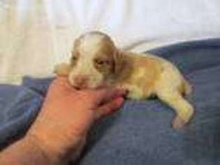 Brittany Puppy for sale in Hampton, IA, USA