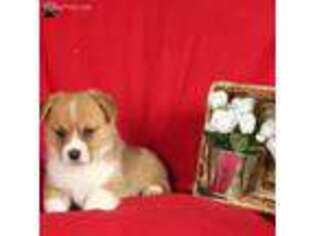 Pembroke Welsh Corgi Puppy for sale in Millersburg, PA, USA