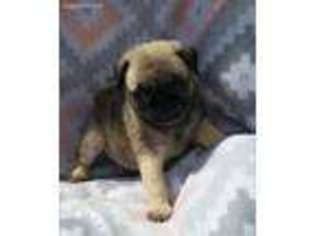 Pug Puppy for sale in Great Falls, MT, USA