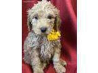 Goldendoodle Puppy for sale in Blairsville, GA, USA