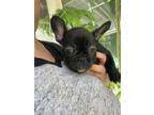 French Bulldog Puppy for sale in Lake Elsinore, CA, USA