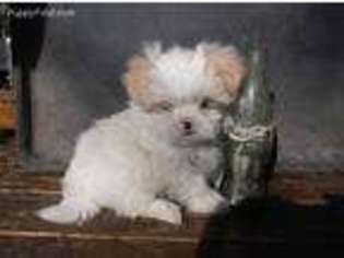 Mal-Shi Puppy for sale in Rocky Face, GA, USA