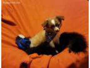 Chihuahua Puppy for sale in Mansfield, TX, USA