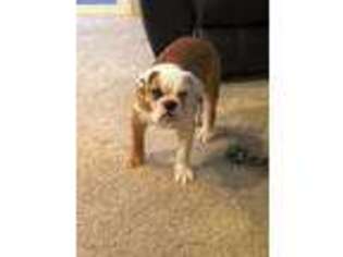 Bulldog Puppy for sale in North Royalton, OH, USA