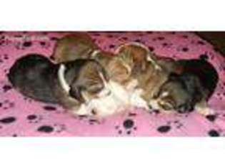 Beagle Puppy for sale in Lake Jackson, TX, USA