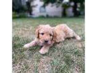 Goldendoodle Puppy for sale in Appleton, WI, USA