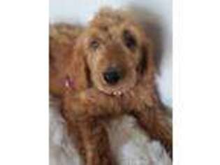 Goldendoodle Puppy for sale in Brooklyn, IA, USA