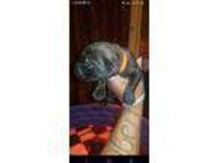 Cane Corso Puppy for sale in Coweta, OK, USA