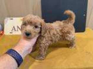 Goldendoodle Puppy for sale in Yorktown, IN, USA