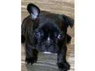 Mutt Puppy for sale in Attica, IN, USA
